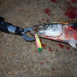 ベイト‼潮目‼ボイル‼【20251102】